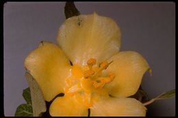 Sivun Fremontodendron californicum (Torr.) Coult. kuva