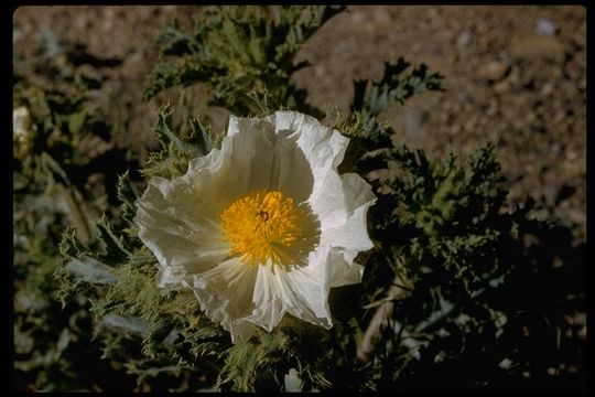 Image of flatbud pricklypoppy