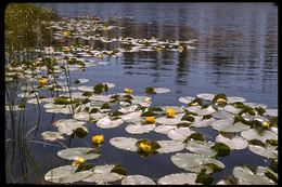 Image of Rocky Mountain pond-lily