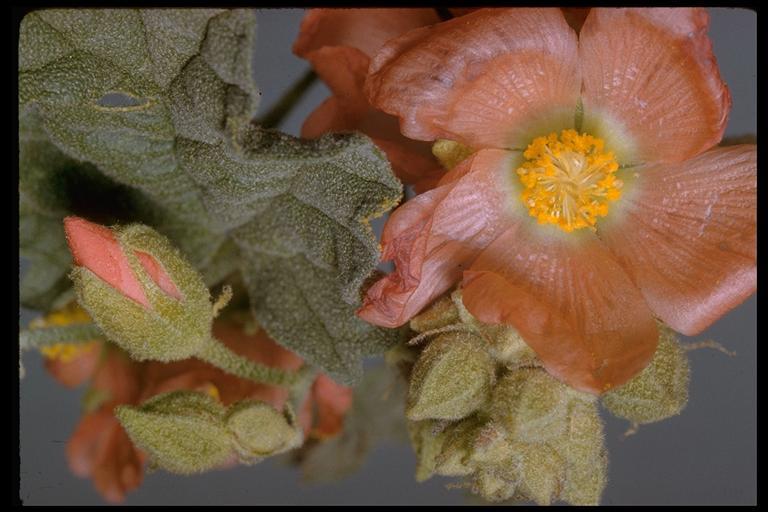 Image of desert globemallow