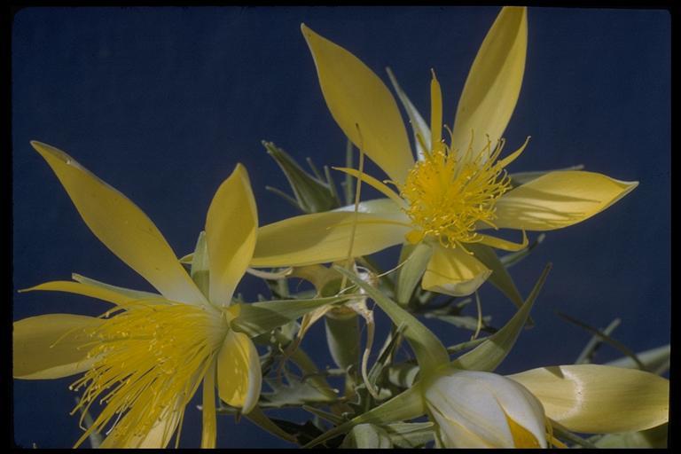 Image of giant blazing star