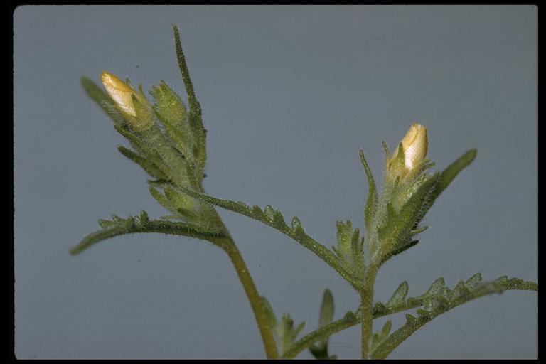 Image of Veatch's blazingstar