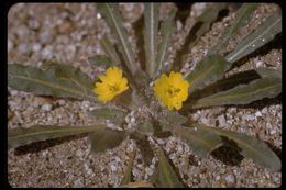 Image of diffuseflower evening primrose