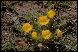 Image of tansyleaf evening primrose