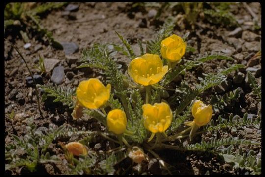 Imagem de Camissonia tanacetifolia (Torr. & A. Gray) Raven