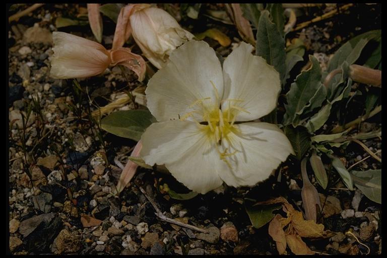 Plancia ëd Oenothera californica (S. Wats.) S. Wats.