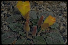 Imagem de Oenothera xylocarpa Coville