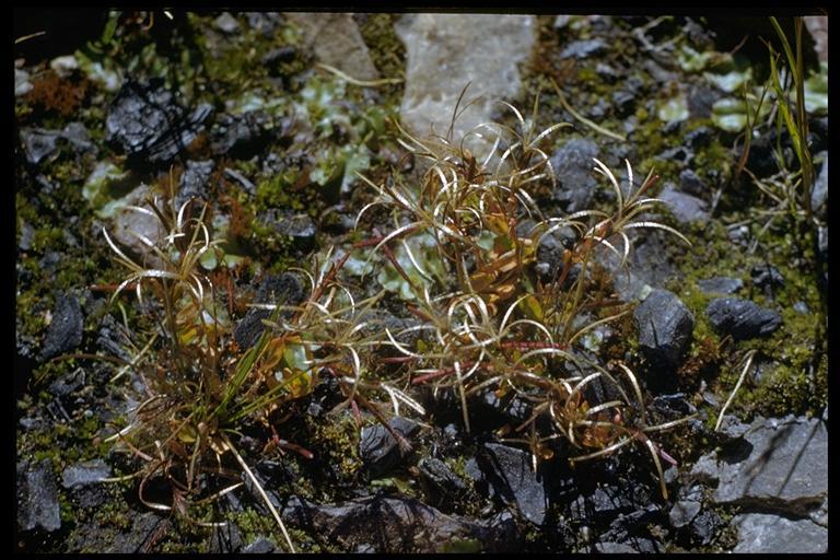 Image of pimpernel willowherb