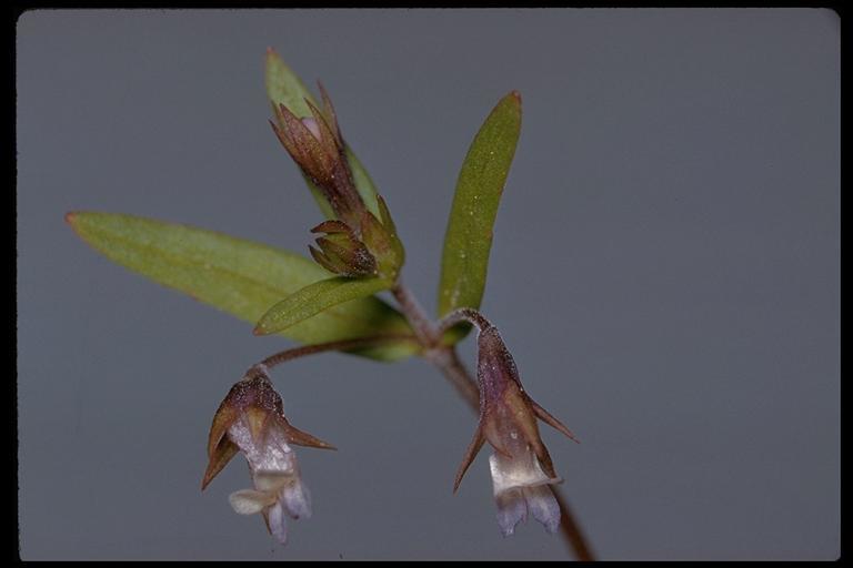 Image of maiden blue eyed Mary