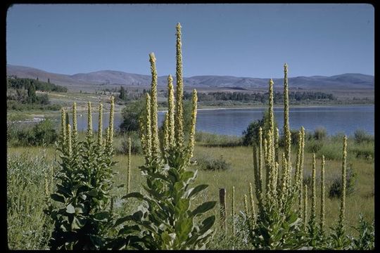 Image of Great Mullein