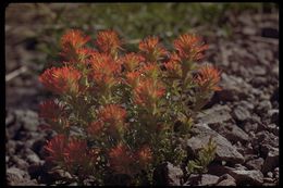 Image of wavyleaf Indian paintbrush