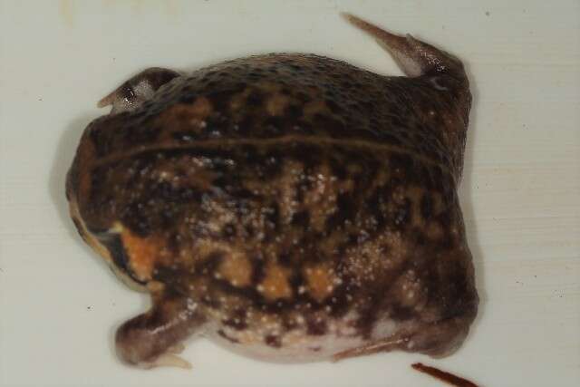 Image of short-headed frogs