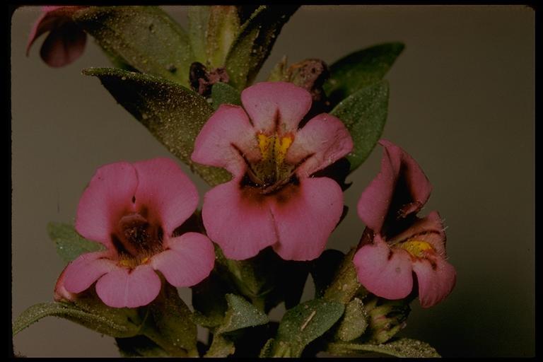 Plancia ëd <i>Mimulus nanus</i>