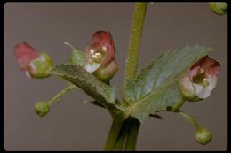 Scrophularia desertorum (Munz) R. J. Shaw resmi