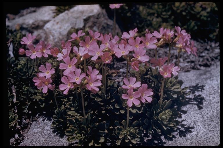 Plancia ëd Primula suffrutescens A. Gray