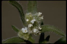 صورة <i>Cryptantha circumscissa</i>