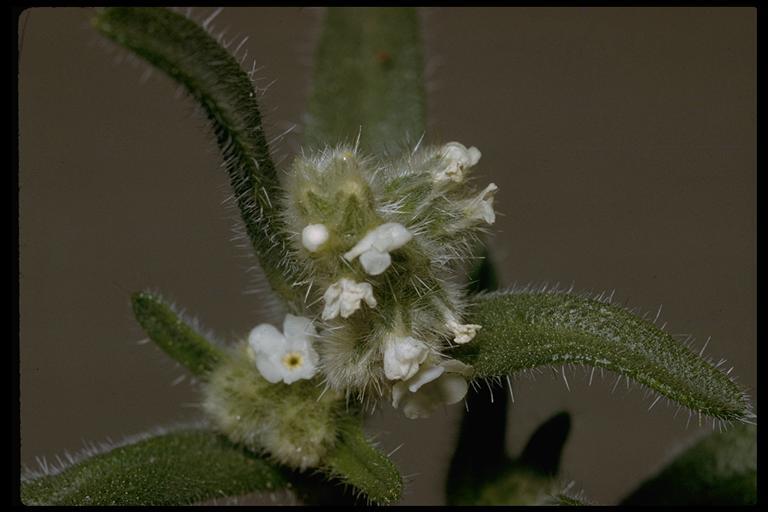 Image of <i>Cryptantha circumscissa</i>