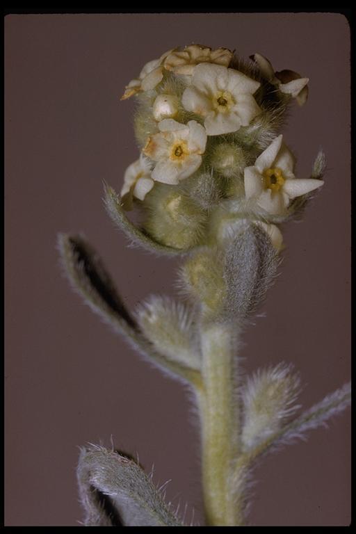 Слика од <i>Cryptantha humilis</i>