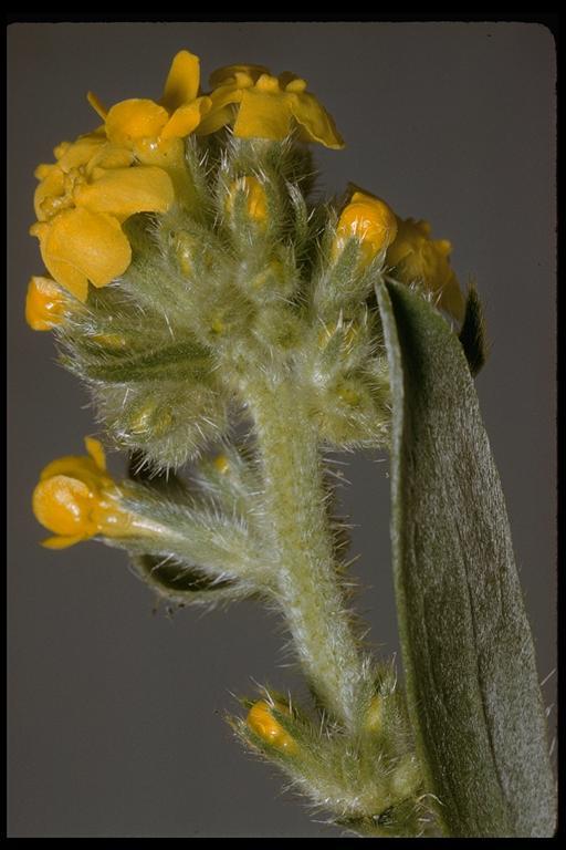 صورة <i>Cryptantha confertiflora</i>