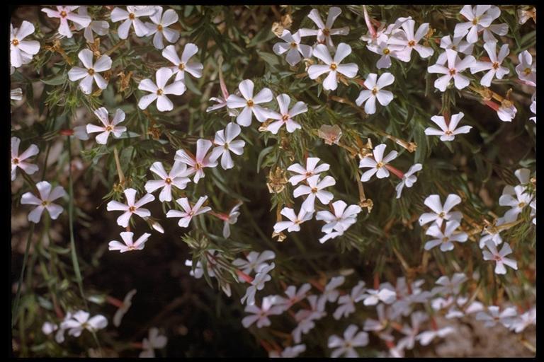 Image of cold-desert phlox