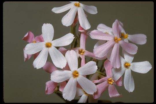 Image of cold-desert phlox