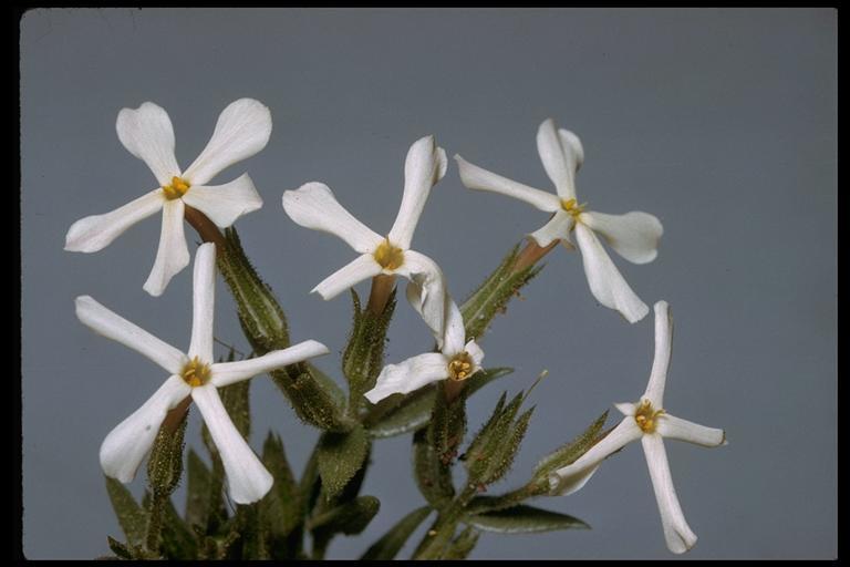 Image of cold-desert phlox