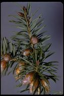 Image of bigcone Douglas-fir