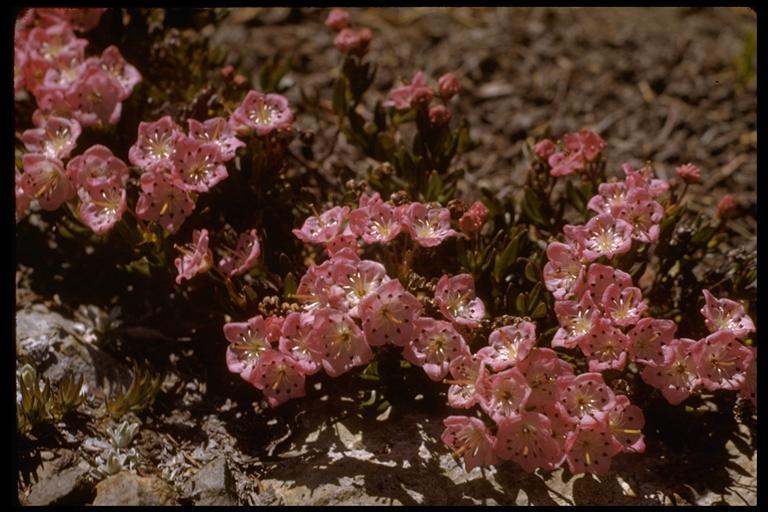 Imagem de Kalmia polifolia Wangenh.