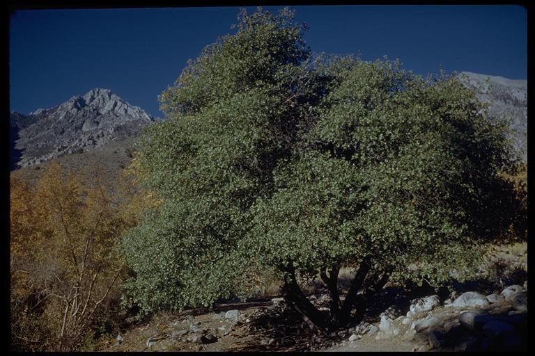 Image of interior live oak