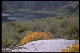 Image of sulphur-flower buckwheat