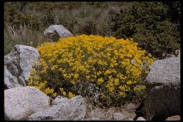 Image of sulphur-flower buckwheat