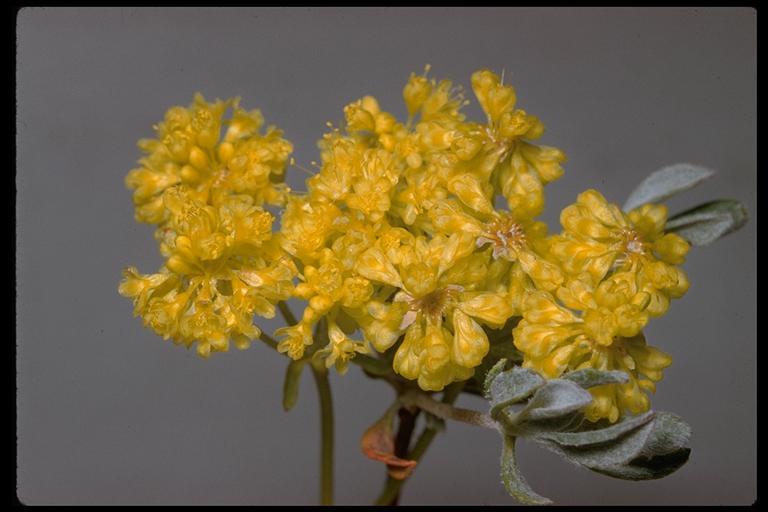 Image of sulphur-flower buckwheat