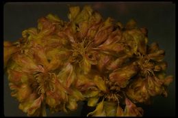 Image of sulphur-flower buckwheat