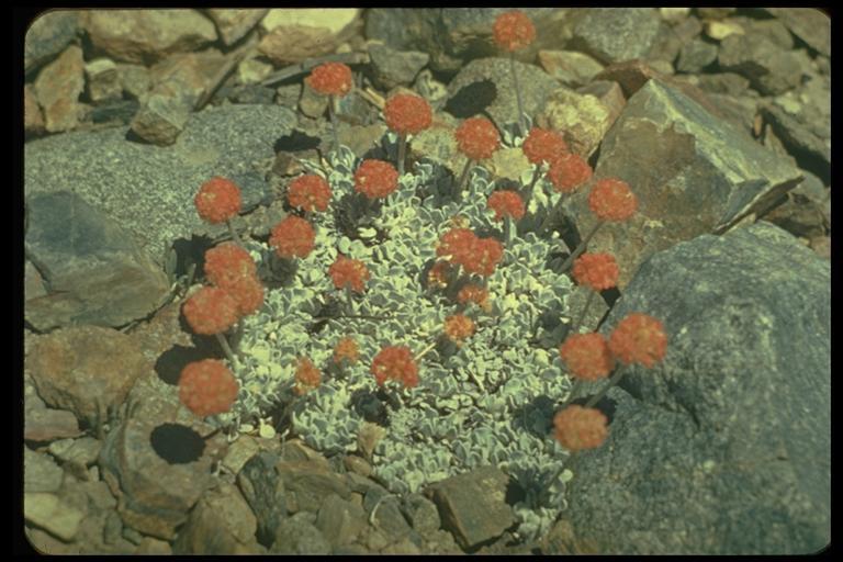 Imagem de Eriogonum ovalifolium Nutt.