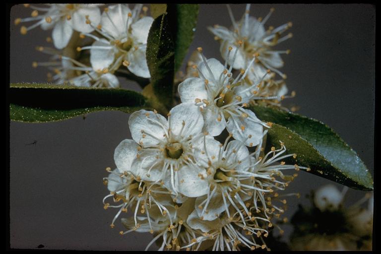 Image of Bitter Cherry