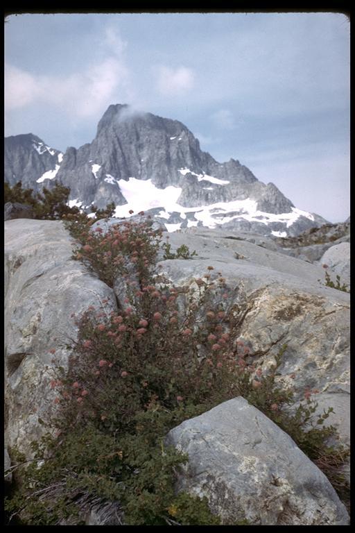 Image of rose meadowsweet