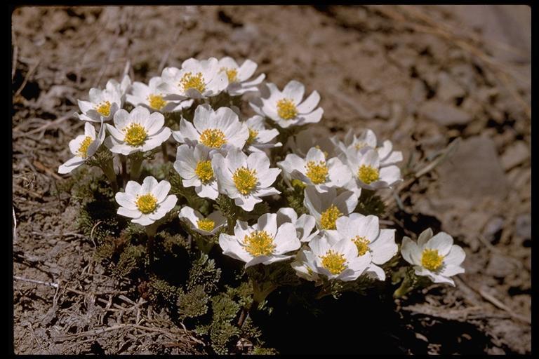 Image of <i>Anemone occidentalis</i>