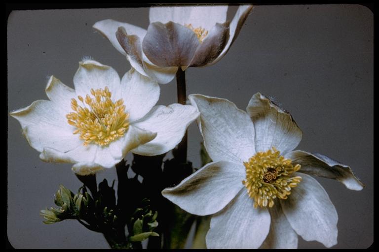 Image of <i>Anemone occidentalis</i>