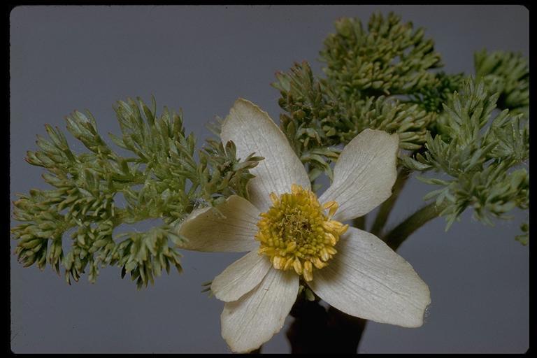 Image of <i>Anemone occidentalis</i>