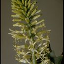 Image de Thelypodium brachycarpum (Torr.) Torr.