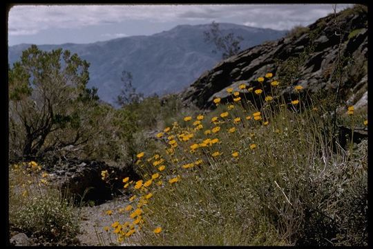 Sivun <i>Encelia virginensis</i> var. <i>actonii</i> kuva