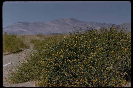 Imagem de Encelia frutescens (A. Gray) A. Gray