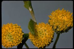 Sivun Encelia frutescens (A. Gray) A. Gray kuva