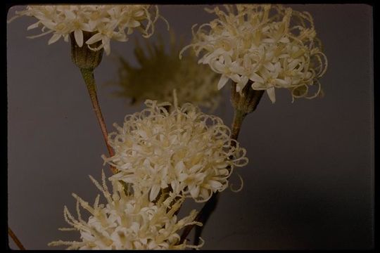 Image of pebble pincushion