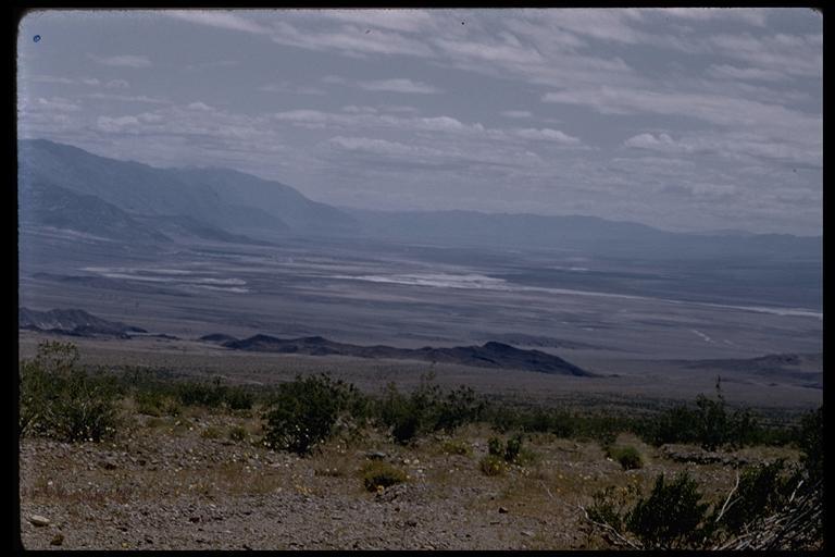 Image de Atrichoseris platyphylla (A. Gray) A. Gray