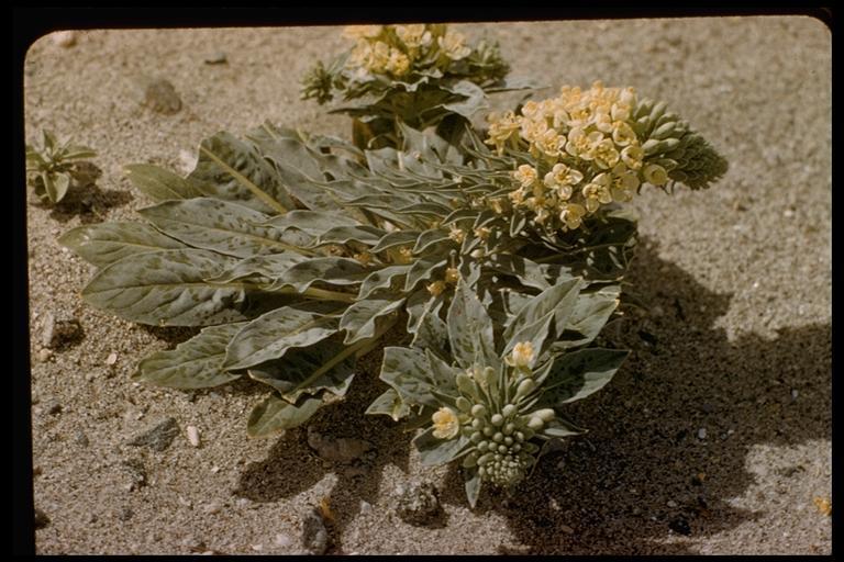 Eremothera boothii subsp. decorticans (Hook. & Arn.) W. L. Wagner & Hoch resmi