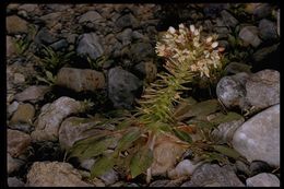 Eremothera boothii subsp. decorticans (Hook. & Arn.) W. L. Wagner & Hoch resmi