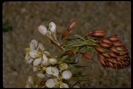 Eremothera boothii subsp. decorticans (Hook. & Arn.) W. L. Wagner & Hoch resmi