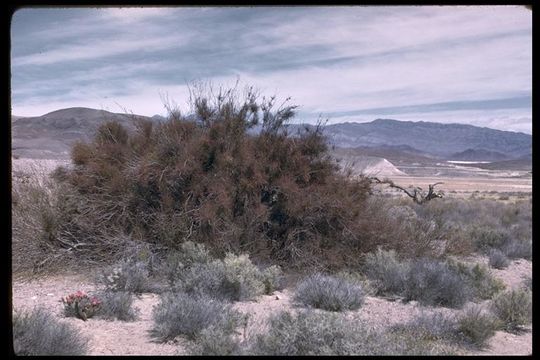 Image of screwbean mesquite