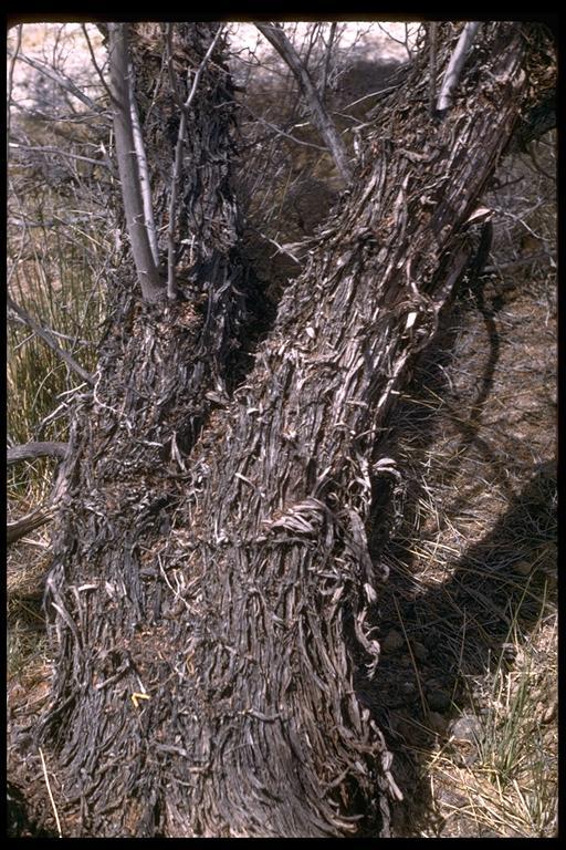 Image of screwbean mesquite